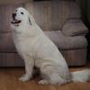 Great Pyrenees Rescue Big Shanti