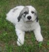 Great Pyrenees Rescue Zoe