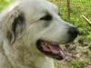 Great Pyrenees Rescue Zoe