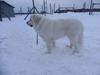 Great Pyrenees Rescue Ivan After grooming