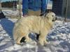 Great Pyrenees Rescue Ivan before grooming