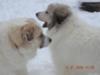 Great Pyrs in New England's snow