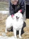 Great Pyrenees Rescue Ladybelle