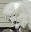 Great Pyrenees Rescue Ladybelle