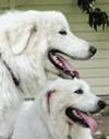 Great Pyrenees Rescue Ladybelle