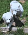 Great Pyrenees Rescue Ladybelle