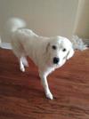 Great Pyrenees Rescue Lilly
