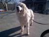 Great Pyr Rescue - Louie