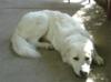 Great Pyrenees Rescue Maisie