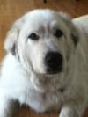 Great Pyrenees Rescue Maya