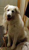 Great Pyr Rescue - Misti Yoda