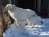 Great Pyr Rescue - Misti Yoda