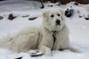 Great Pyr Rescue - Ramona