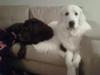 Couches and snuggles