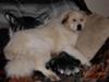 Great Pyrenees Rescue Ryu