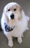 Great Pyrenees Rescue Ryu