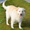 Great Pyr Rescue Samantha