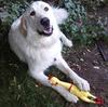 Great Pyr Rescue - Seamus