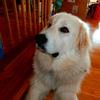 Great Pyr Rescue - Shiloh