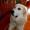 Great Pyr Rescue - Shiloh