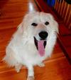 Great Pyr Rescue - Shiloh