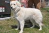 Great Pyrenees Rescue Sophie
