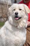 Great Pyrenees Rescue Sophie