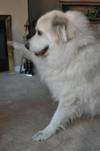 Great Pyr Rescue Buddy give a paw
