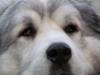 Great Pyrenees Rescue Garrett