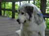 Great Pyrenees Rescue Garrett