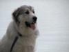 Great Pyrenees Rescue Garrett