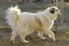 Great Pyrenees Rescue Venus