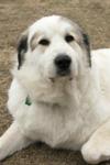 Great Pyrenees Rescue Venus