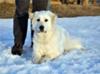 Great Pyrenees Rescue Vicki
