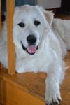 Great Pyrenees Rescue Vicki