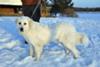 Great Pyrenees Rescue Vicki