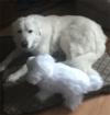 Hand Made Pyr Puppy