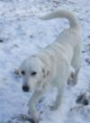 Great Pyrenees Rescue Wayne