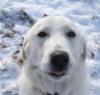 Great Pyrenees Rescue Wayne