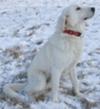 Great Pyrenees Rescue Wayne