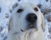 Great Pyrenees Rescue Wayne