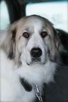 Great Pyr Rescue - Zoe