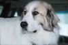 Great Pyr Rescue - Zoe