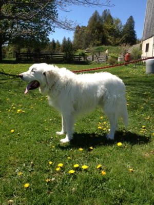 Great Pyrenees Rescue Tucker