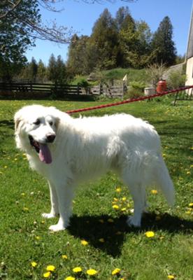 Great Pyrenees Rescue Tucker