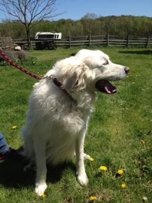 Great Pyrenees Rescue Tucker