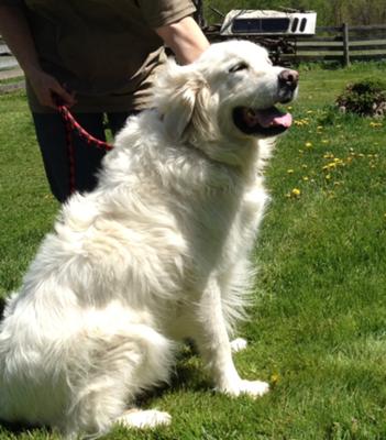 Great Pyrenees Rescue Tucker