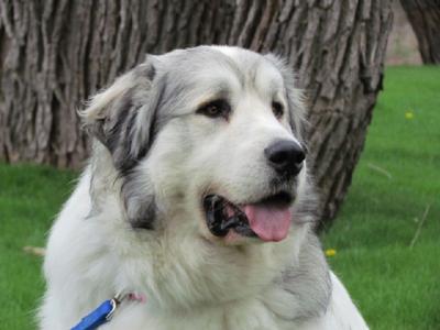 Great Pyrenees Rescue Garrett