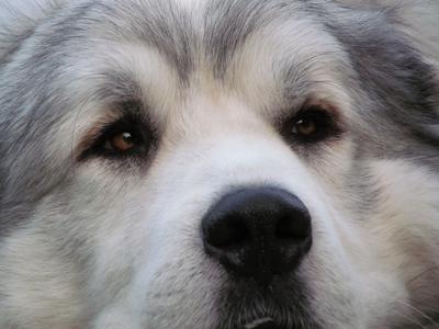 Great Pyrenees Rescue Garrett