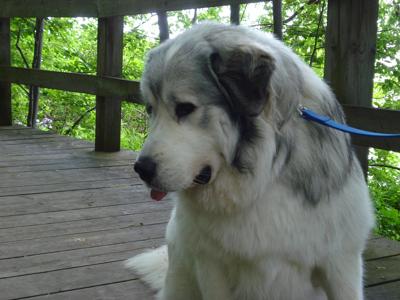 Great Pyrenees Rescue Garrett